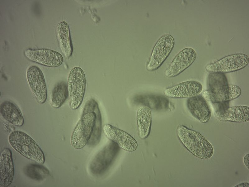 Paramecium